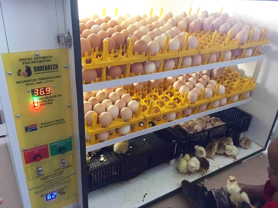 SH680 Automatic Digital Egg Incubator and Hatcher for 680 eggs - Surehatch Incubators