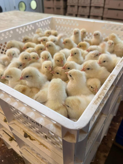 2000 Egg Incubator and Hatcher Combo - Fully Automatic Digital Model SH2000 Combo SuperHatch© - Surehatch Incubators